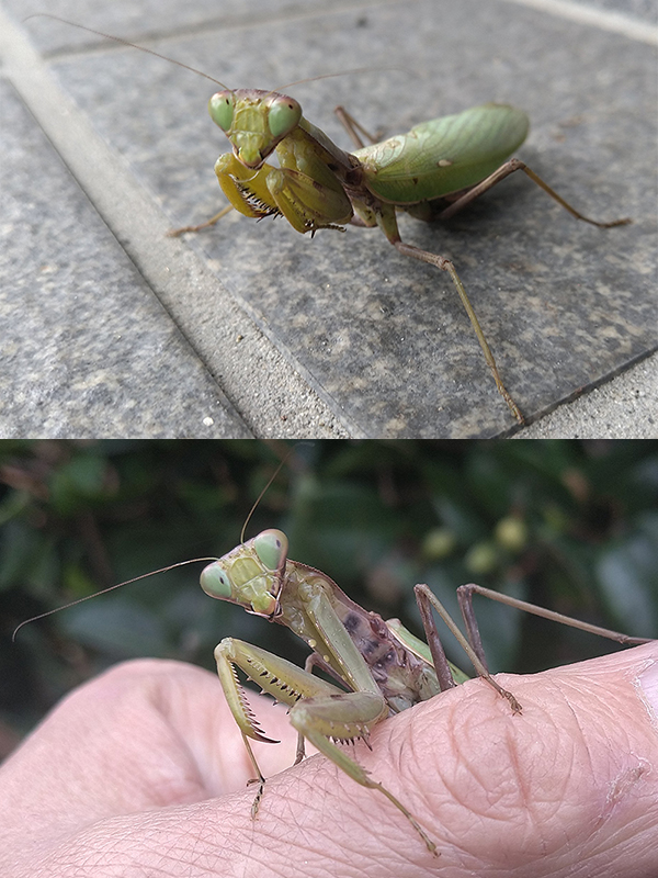 ハラビロカマキリ