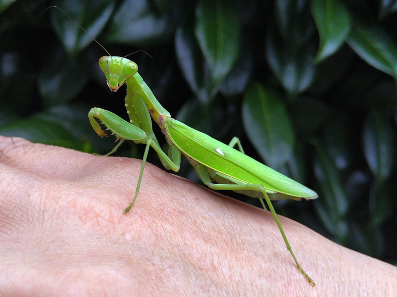ハラビロカマキリ